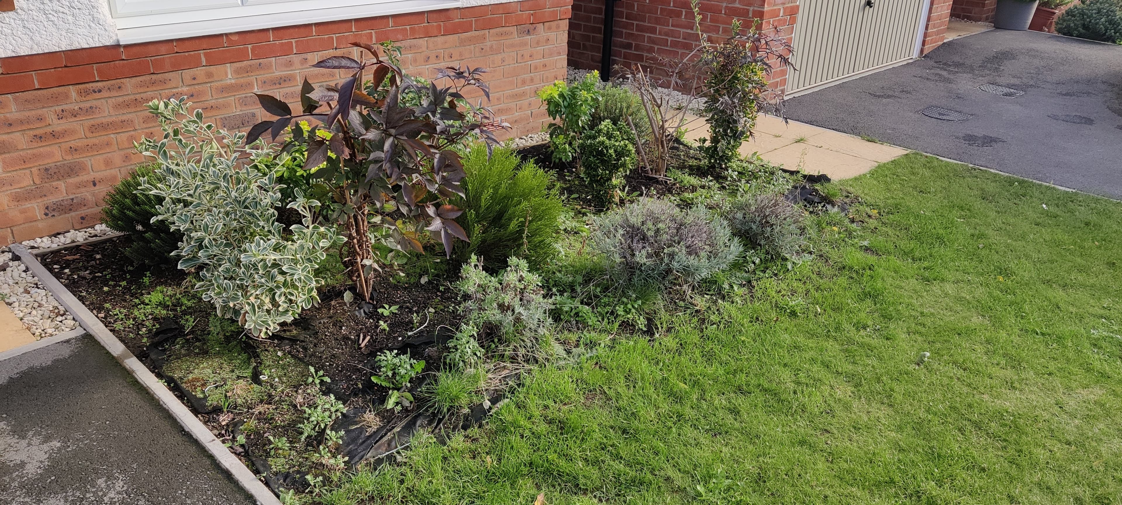 Overgrown corner border against the house before the raised bed was built